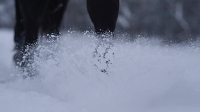 慢动作特写: 野马在寒冷的冬天走过柔软的雪毯