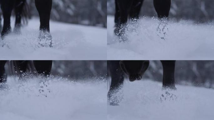 慢动作特写: 野马在寒冷的冬天走过柔软的雪毯