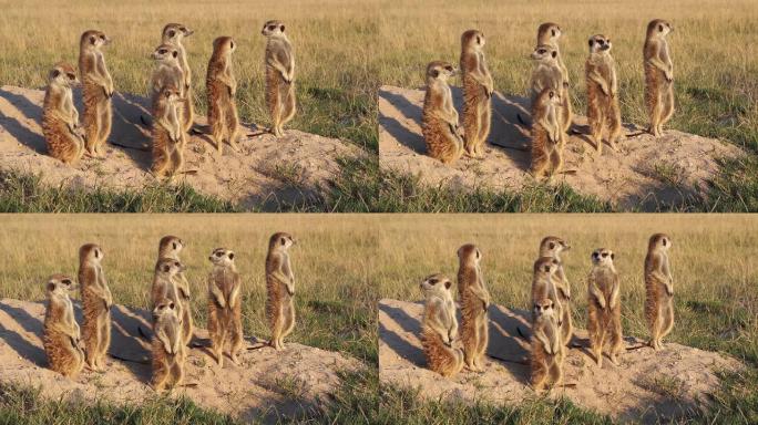 猫鼬家庭晒太阳，博茨瓦纳