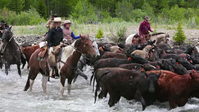 牛仔们在河边放牛牛仔们在河边放牛放牧