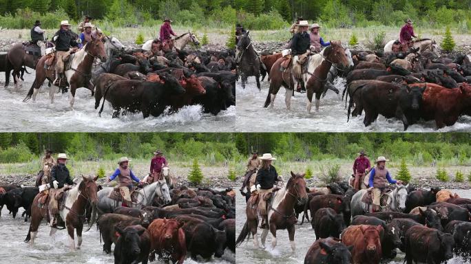 牛仔们在河边放牛牛仔们在河边放牛放牧