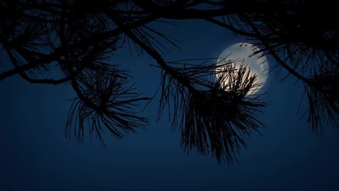 尖尖的树枝后面的月亮