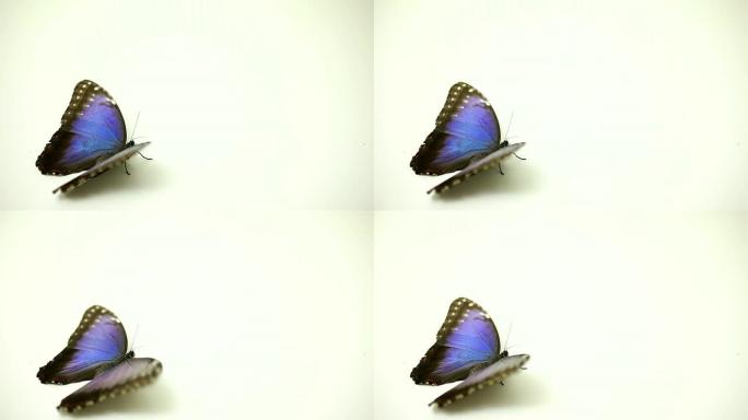 白底蓝蝴蝶受伤的蝴蝶