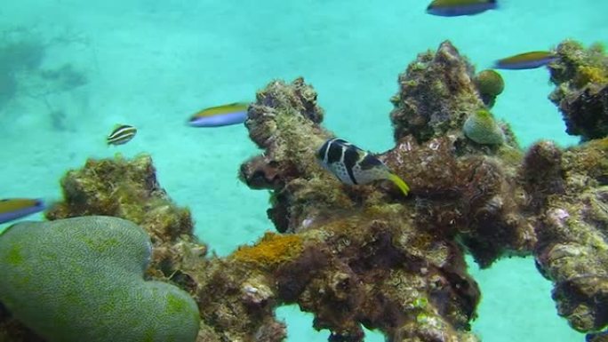 河豚海底世界多样性小丑鱼