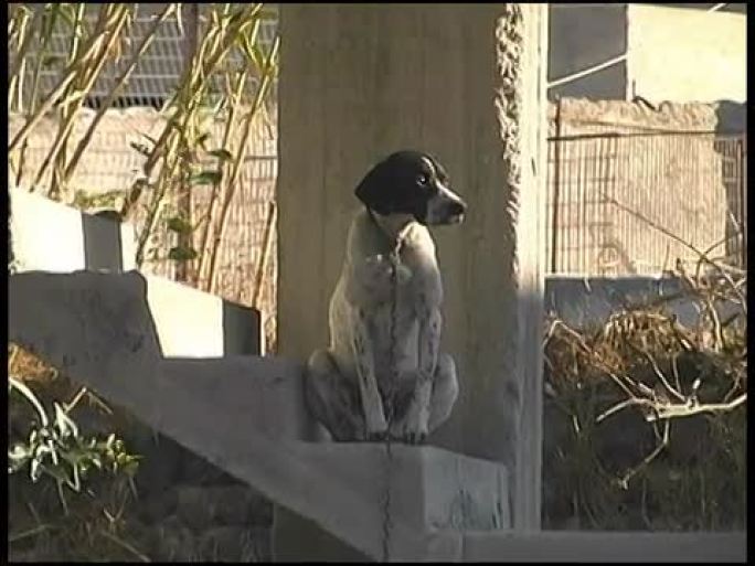 狗坐在混凝土台阶上