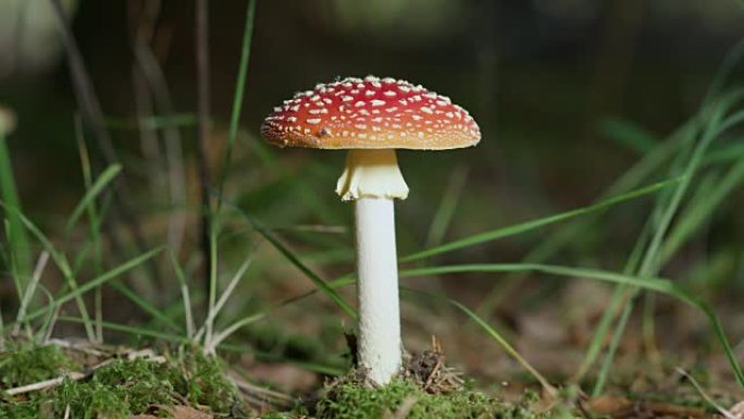 慢动作特写美丽的红色蘑菇阿米蒂亚麝香在大自然中生长