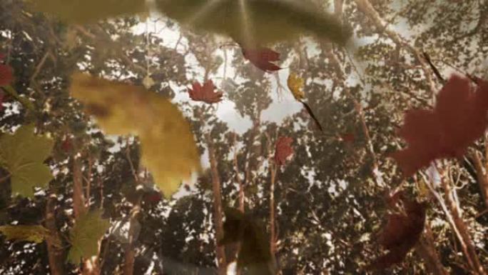 秋天的叶子落在相机上