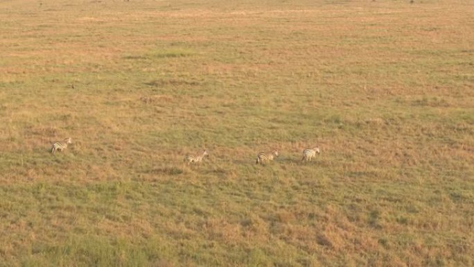 空中: 日落时分，大牛群中的野生斑马在热带草原上奔跑