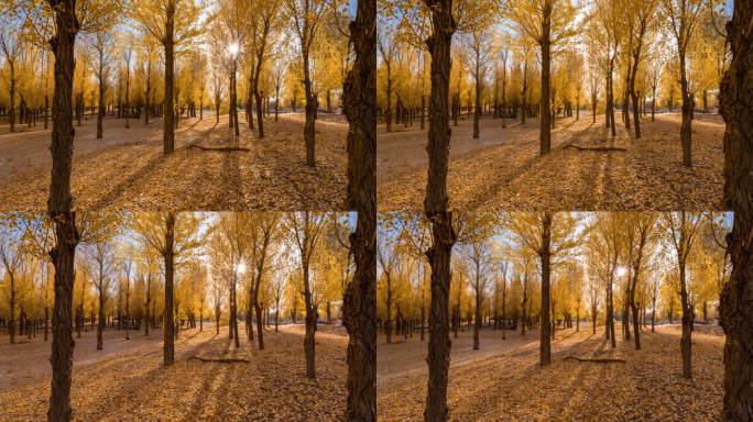 8k金黄色的秋天白杨树树林光芒延时拍摄