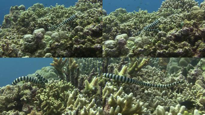 海蛇海底世界珊瑚水蛇拍摄