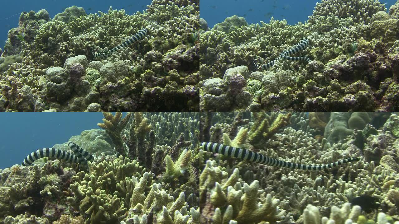 海蛇海底世界珊瑚水蛇拍摄
