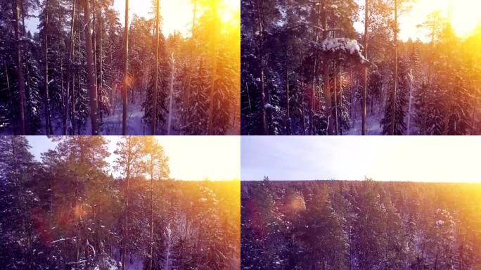 空中阳光冬季温暖的日落飞翔在松树雪树森林美丽漂亮的北方拍摄4k uhd