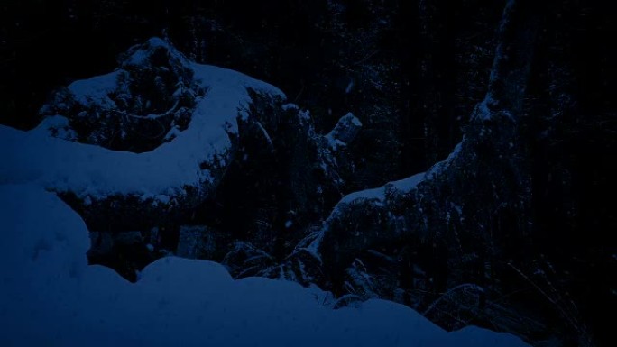 夜间经过埋在雪中的树木