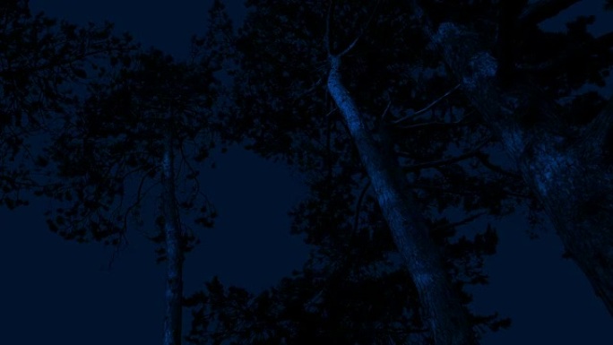 高大的树木在夜间在强风中四处移动