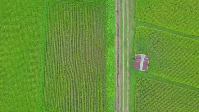 高空拍摄泰国南邦稻田
