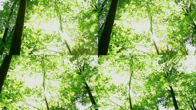 HD阳光透过树梢（平移）（4:2:2@100兆字节/秒）