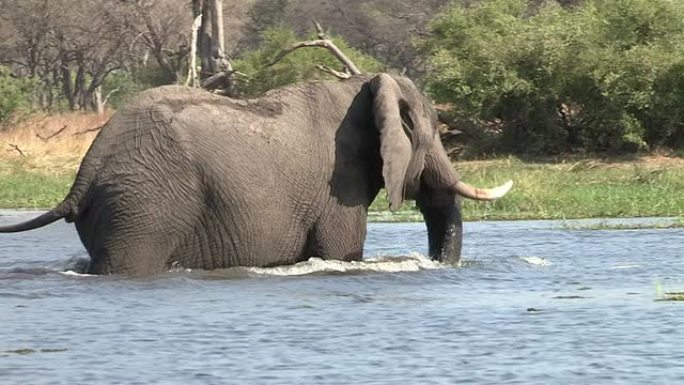 大象在博茨瓦纳奥卡万戈三角洲过河