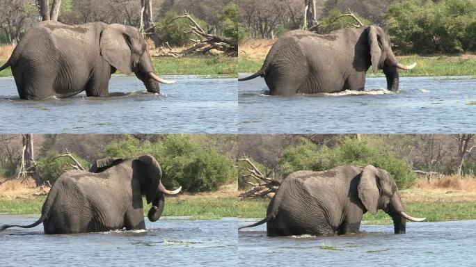 大象在博茨瓦纳奥卡万戈三角洲过河