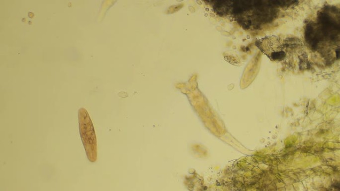 微生物游泳显微镜放大微生物观察