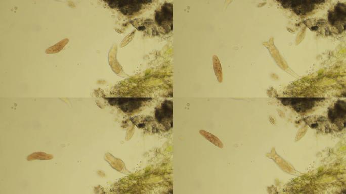 微生物游泳显微镜放大微生物观察