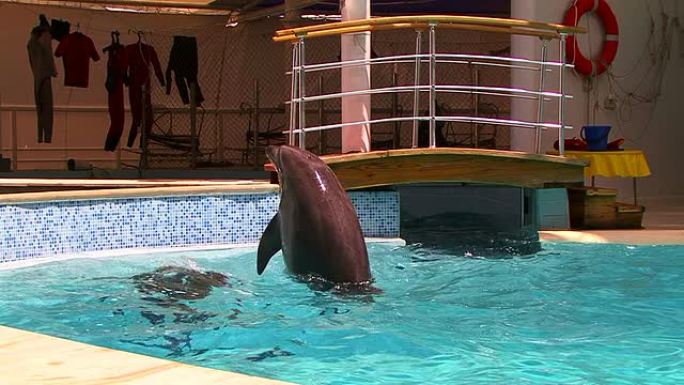 游泳池中的海豚造型