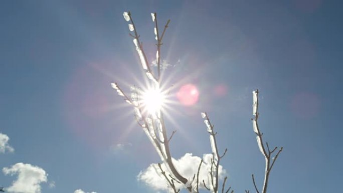 特写: 阳光明媚的冬日，白雪皑皑的树枝上闪闪发光的冰冷霜