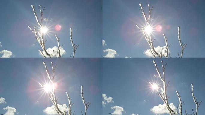 特写: 阳光明媚的冬日，白雪皑皑的树枝上闪闪发光的冰冷霜