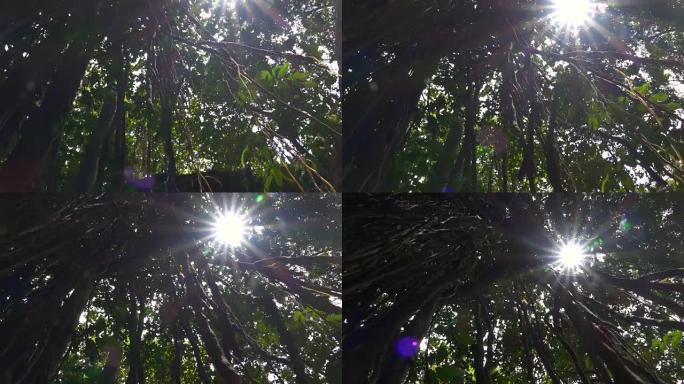 近距离阳光照耀在猴子森林的木质丛林藤蔓上的树顶