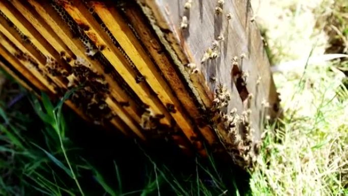 蜜蜂覆盖的蜜蜂箱的特写