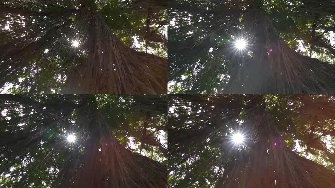 低角度: 乌布猴子森林中古榕树上悬挂的丛林藤蔓