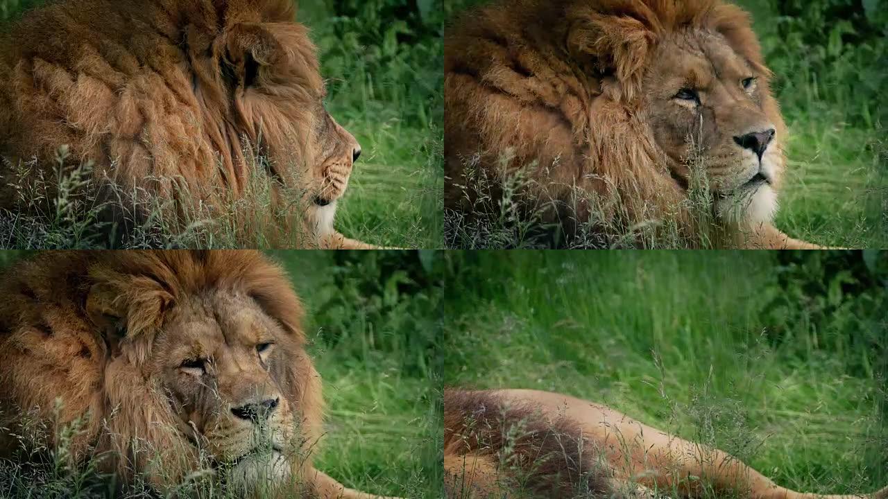 大狮子躺在草地上