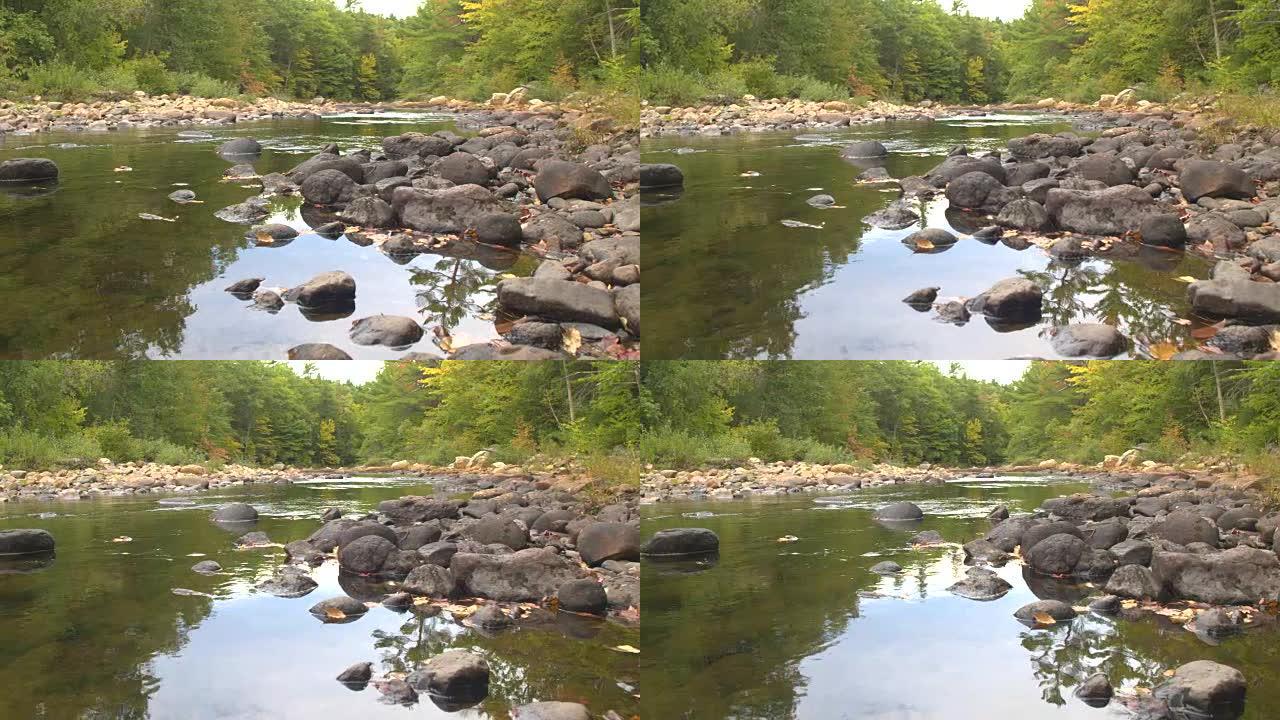 特写: 河流水面上漂浮着干燥的棕色秋天树叶