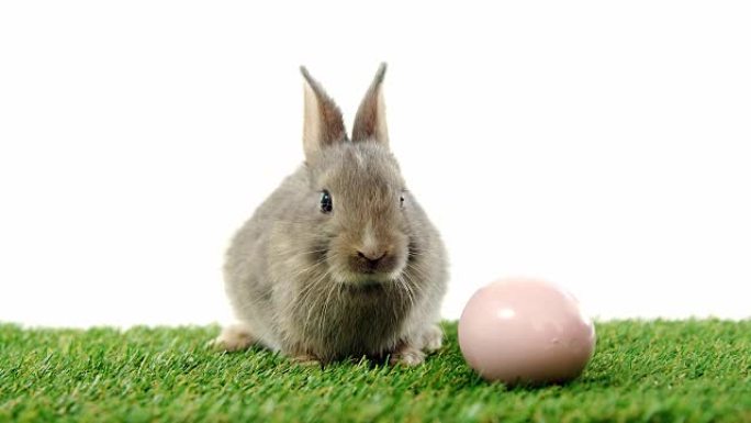 草地上的复活节彩蛋和复活节兔子