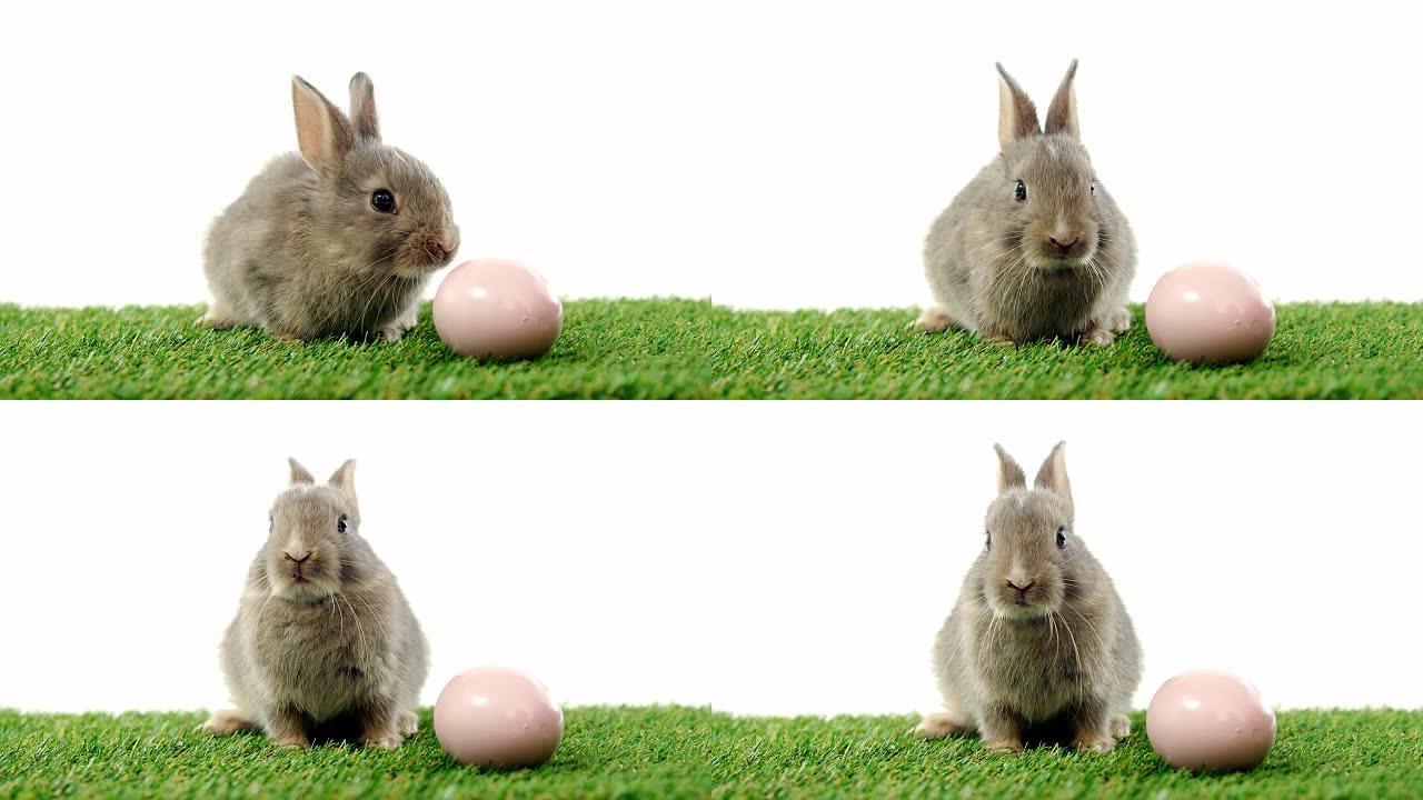 草地上的复活节彩蛋和复活节兔子
