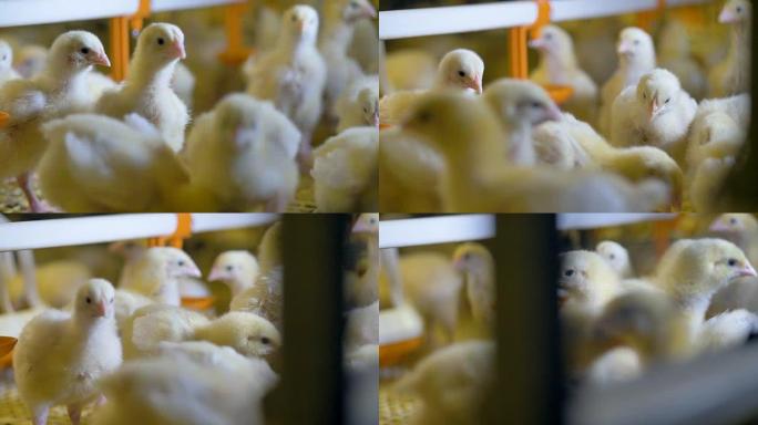 家禽农场的鸡。养鸡场。
