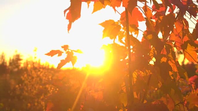 在金光日落时，将阳光穿透枫树上秋天的叶子