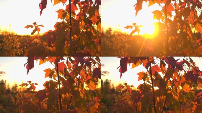 在金光日落时，将阳光穿透枫树上秋天的叶子