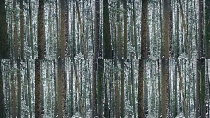 在降雪中穿过美丽的高大森林树木