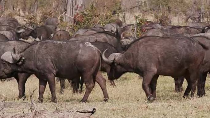 博茨瓦纳奥卡万戈三角洲的一小群水牛