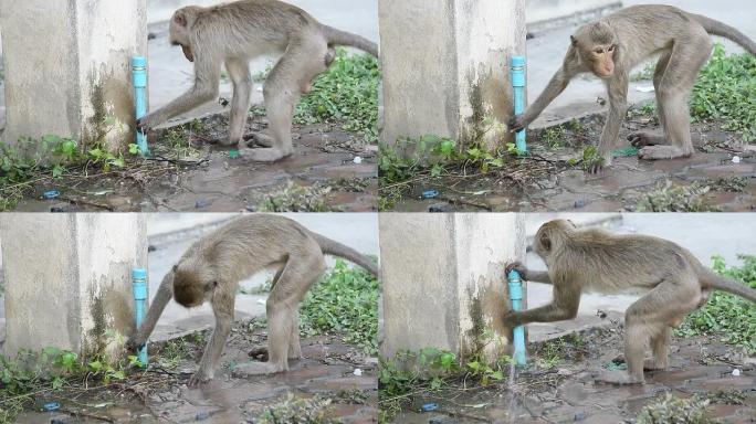猴子从破裂的水管里喝水。