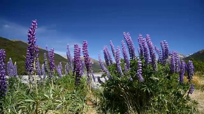 亚瑟山口国家公园的紫色羽扇形花，新西兰的自然景观背景