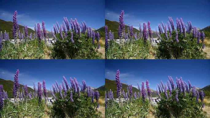 亚瑟山口国家公园的紫色羽扇形花，新西兰的自然景观背景