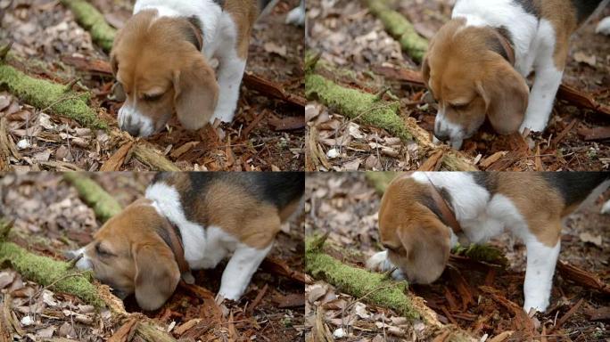 家庭宠物比格犬在秋季森林中挖掘