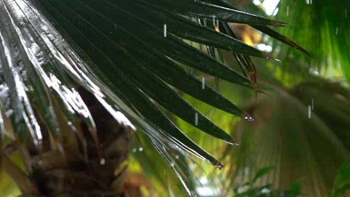 特写: 击中茂密的棕榈树叶子时，惊人的雨滴飞溅