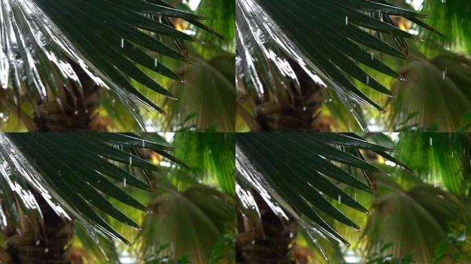 特写: 击中茂密的棕榈树叶子时，惊人的雨滴飞溅