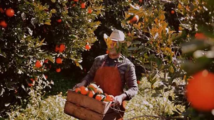 快乐的农民在果园里拿着装满橘子的木篮