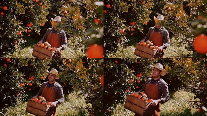 快乐的农民在果园里拿着装满橘子的木篮