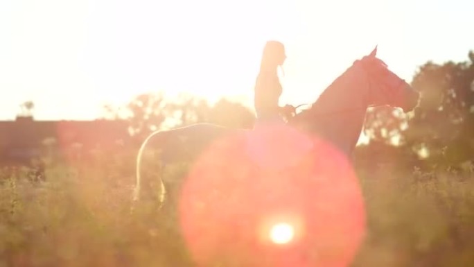 慢动作: 美丽的女孩在日落时在盛开的粉红色田野中骑着白马