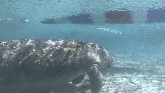 海牛和船热带鱼群海洋大海野生动物