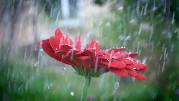 雨中水滴的红色雏菊非洲菊花
